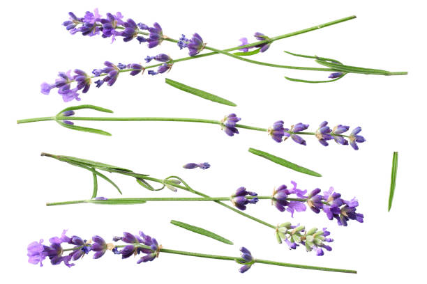 istock lavender flowers isolated on white background. top view 1189374571