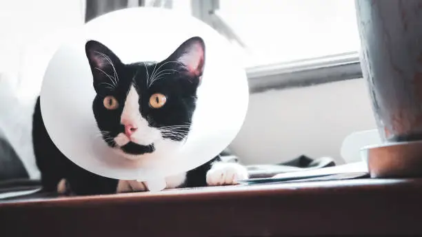 Photo of Portrait of black and white cat with cone collar or Elizabethan collar