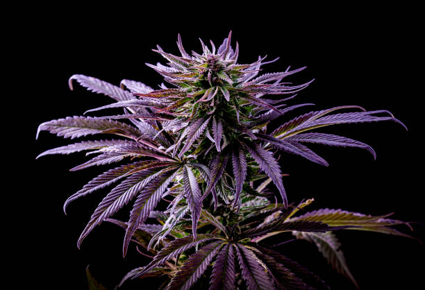 purple marijuana leaf, blue cannabis, beautiful plant on black stock photo