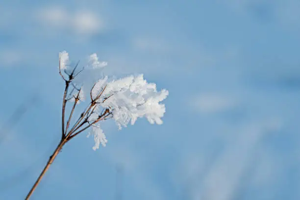 branches with ice crystals in front of blurry background