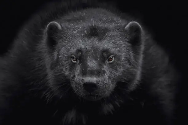 Dark portrait of a wolverine or skunk bear (Gulo gulo) close-up and black background