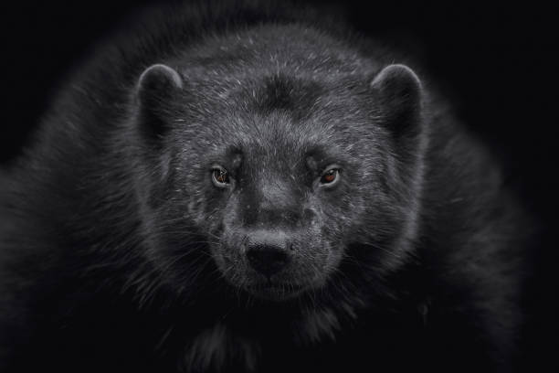 росомаха (gulo gulo) крупным планом наblack фоне - wolverine endangered species wildlife animal стоковые фото и изображения