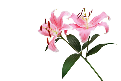 beautiful pink lily on white background