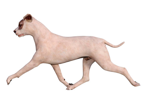 istock 3D illustration crossbreed dog on white 1189378524