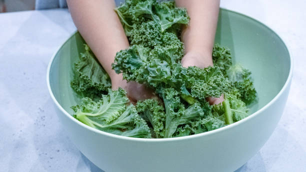 Kale cabbage green salad preparation process hands stock photo