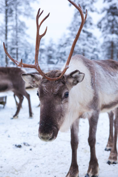 istock Herd of reindeers the tundra 1189379066