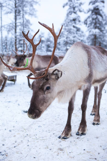 istock Herd of reindeers the tundra 1189379074