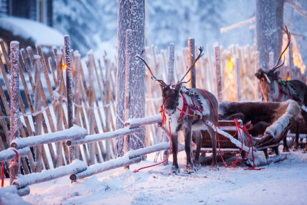 Reindeer with sledge in winter forest in Rovaniemi, Lapland, Finland Reindeer with sledge in winter forest in Rovaniemi, Lapland, Finland finnish lapland stock pictures, royalty-free photos & images