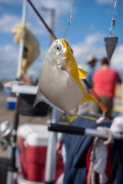 A pompano, sometimes called a Florida pompano, hangs from hook after being caught by fisherman on the pier in North Topsail Beach, North Carolina