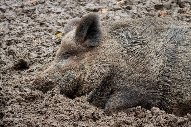 istock One brown Mangalica pig sleeping in the mud 1189380618