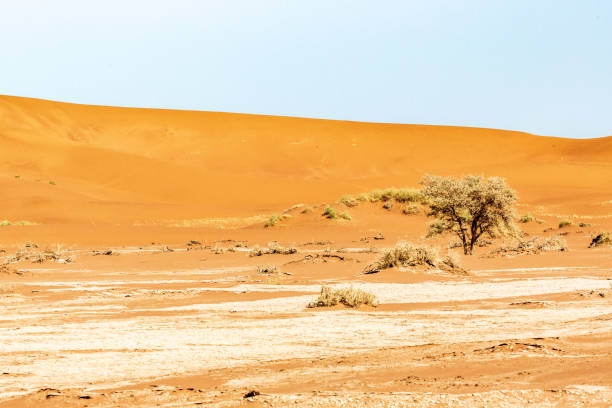 istock namibian landscape and desert 1189381190