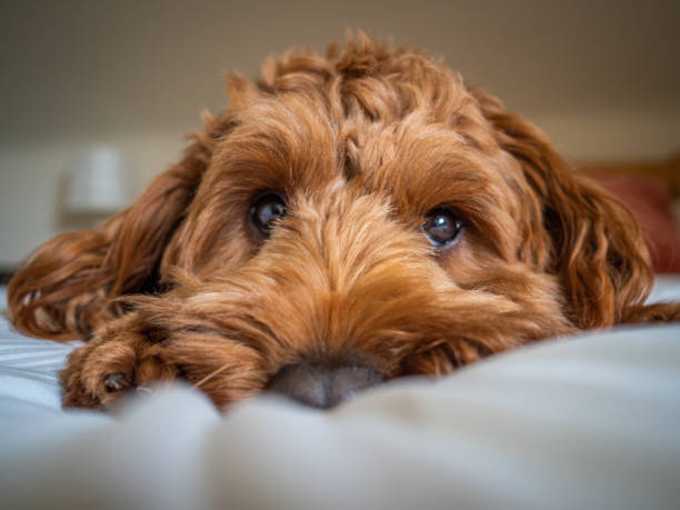 a young cockapoo lying on a bed - dog puppy lying down looking at camera imagens e fotografias de stock
