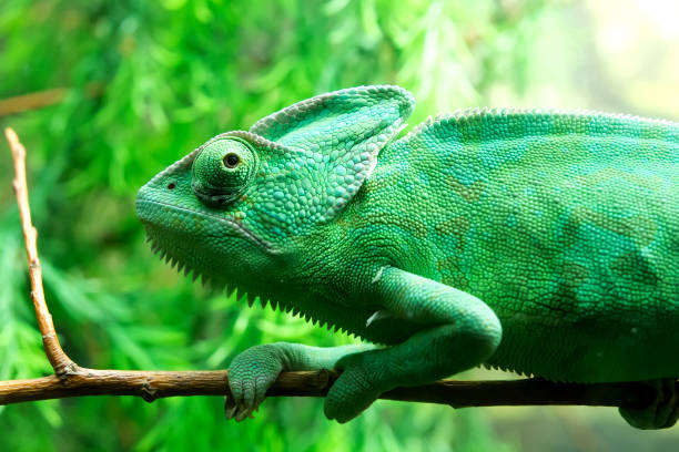 istock Green chameleon at the zoo 1189381618