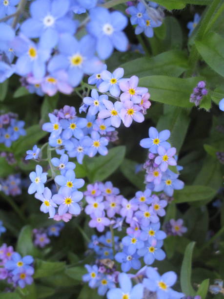 istock Pretty Blue Forget-Me-Not Flowers 1189382156