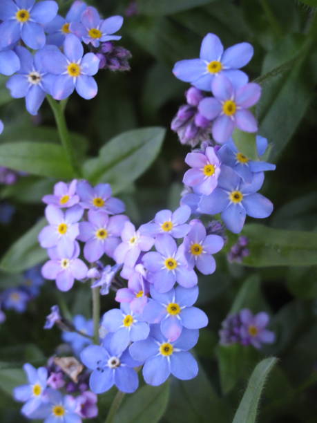 istock Pretty Blue Forget-Me-Not Flowers 1189382205