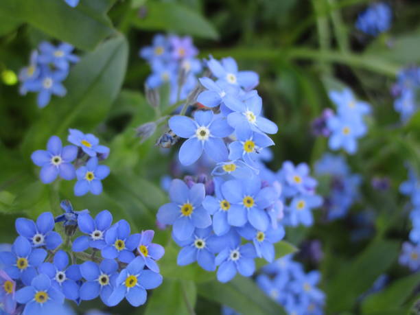 istock Pretty Blue Forget-Me-Not Flowers 1189382212