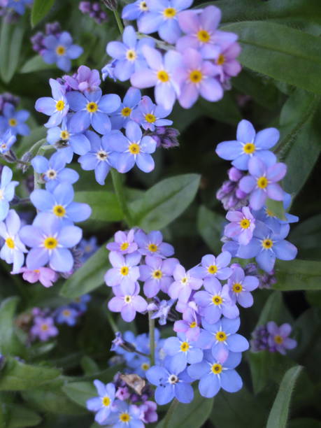 istock Pretty Blue Forget-Me-Not Flowers 1189382219