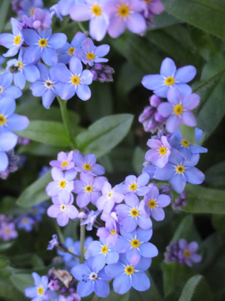 istock Pretty Blue Forget-Me-Not Flowers 1189382224