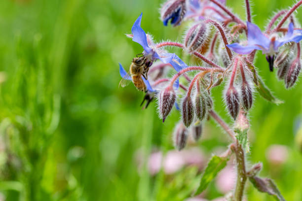 Honey bee collecting nectar pollen from a Borago officinalis wild flower