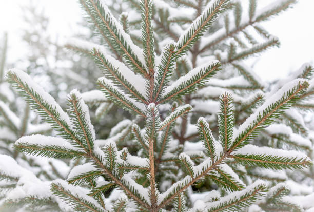 istock Green spruce branches covered with fresh snow. 1189384839