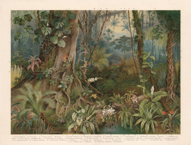 pflanzen des regenwaldes, chromolithograph, veröffentlicht 1898 - moth orchid stock-grafiken, -clipart, -cartoons und -symbole