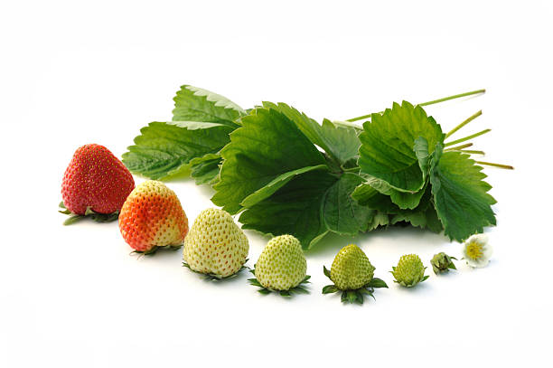 croissance de fraises isolé sur blanc - strawberry unripe isolated still life photos et images de collection