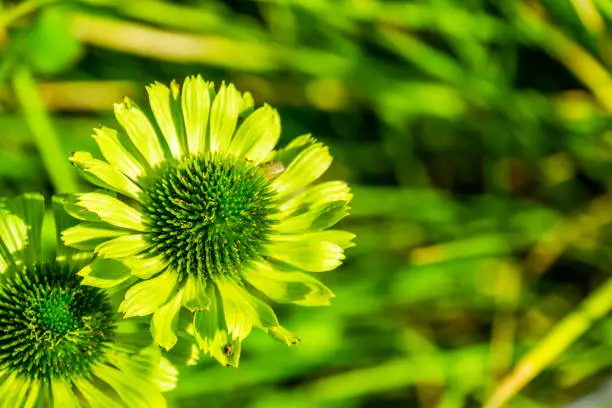 Photo of closeup of green jewel corn flowers, cultivated plant species, nature background