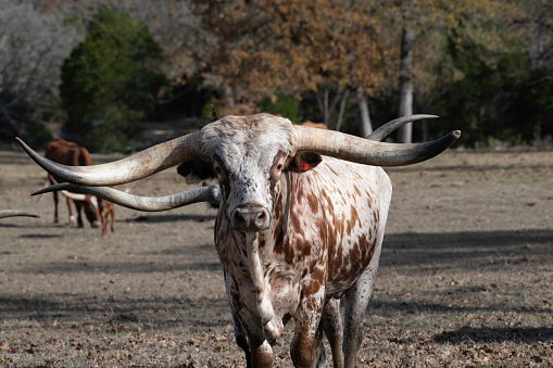 Longhorn bull in Texas USA