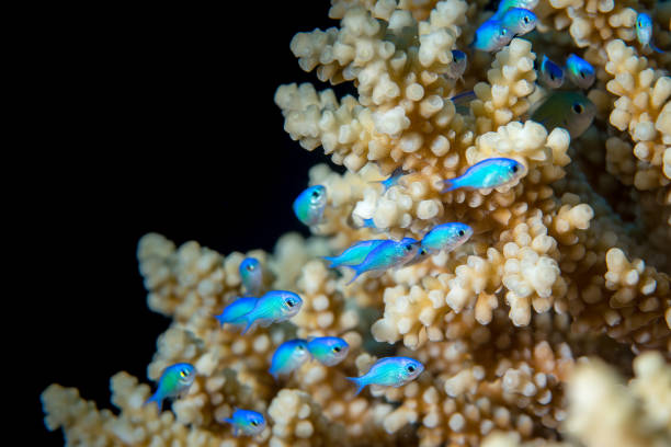 Chromis viridis fishes green puller (Chromis viridis)  hiding in a coral chromis stock pictures, royalty-free photos & images