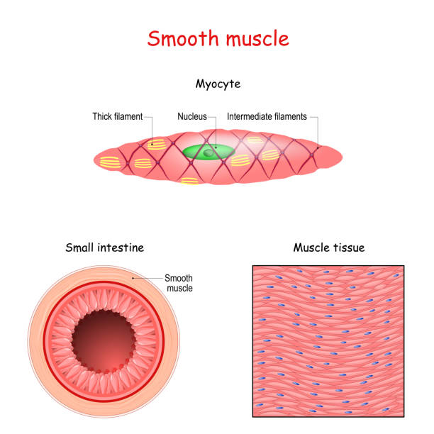 illustrations, cliparts, dessins animés et icônes de structure de fibres musculaires lisses. anatomie de myocyte. - intermediate