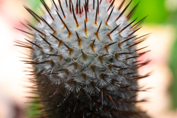 istock Macro shot of Cactus thorns 1189387478