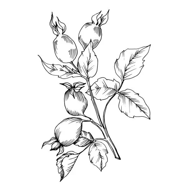 Vector illustration of Rose hip branch with fruit botanical foliage. Black and white engraved ink art. Isolated rosehip illustration element.