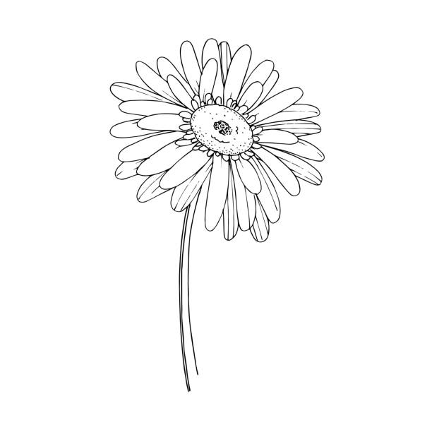 Gerbera Daisy Tattoo Illustrations, RoyaltyFree Vector Graphics & Clip