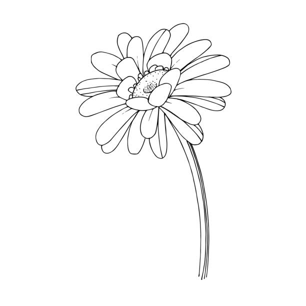 벡터 거베라 꽃 식물 꽃입니다. 흑백 잉크 아트가 새겨져 있습니다. 격리 된 거베라 일러스트 요소입니다. - 우크라이나 일러스트 stock illustrations