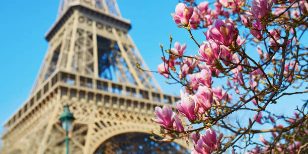 magnolia rose en pleine floraison et tour eiffel au-dessus du ciel bleu - spring magnolia flower sky photos et images de collection