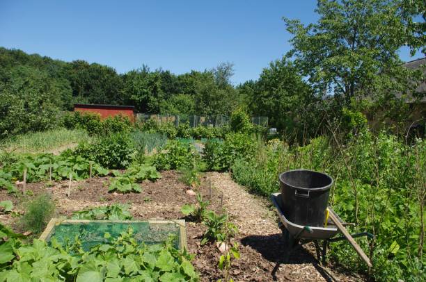 istock The gardener's wheelbarrow 1189390273