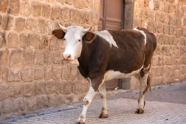 Cow walking on historic stone walled street