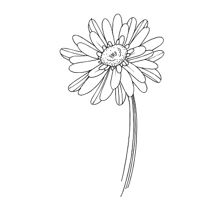 Vector gerbera floral botanical flower. Wild spring leaf wildflower isolated. Black and white engraved ink art. Isolated gerbera illustration element.