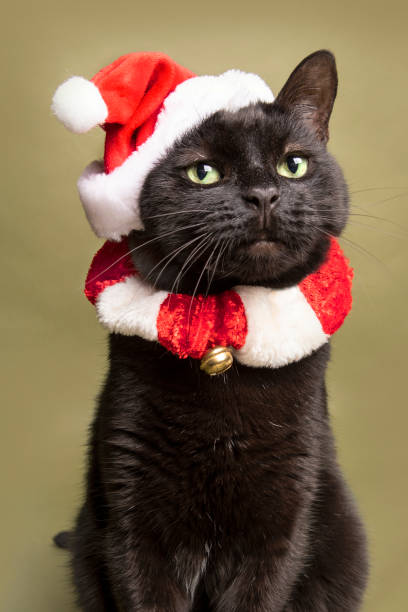 istock Santa Cat Dressed For the Holidays 1189394693