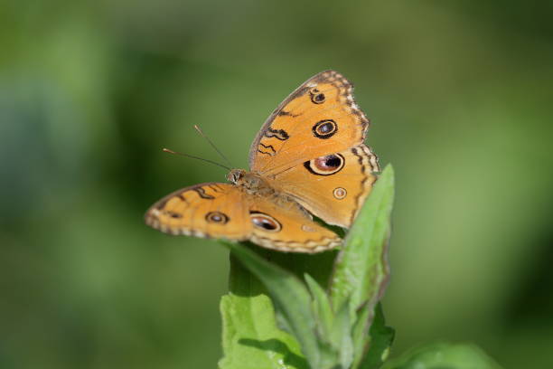 istock Junonia almana, the peacock pansy 1189394928