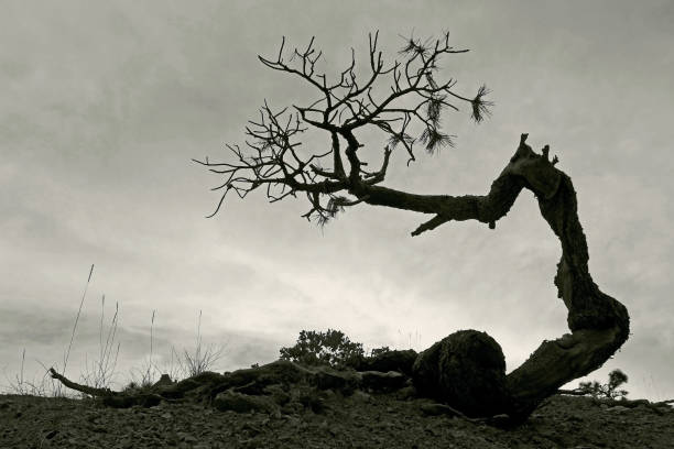 istock Dry tree landscape photography 1189395145