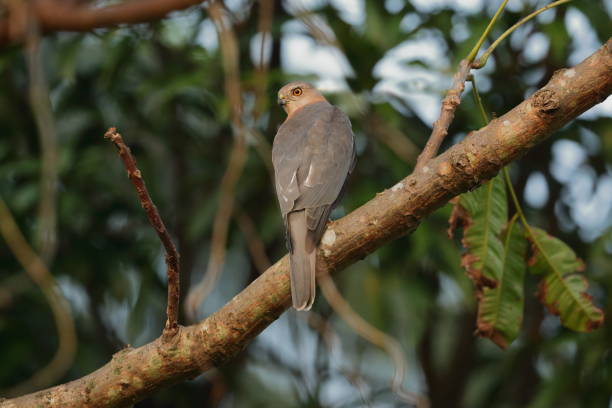 istock The little banded goshawk or Shikra 1189395162