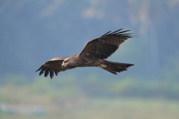 The black kite The black kite is a medium-sized bird of prey in the family Accipitridae, which also includes many other diurnal raptors. milvus migrans stock pictures, royalty-free photos & images