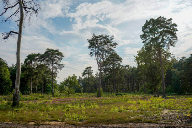 istock Open green grassland surrounded by trees 1189395260