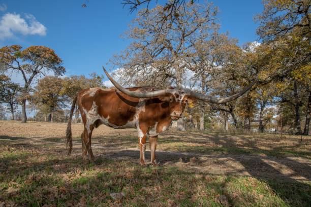 istock Longhorn cattle in Texas 1189396715