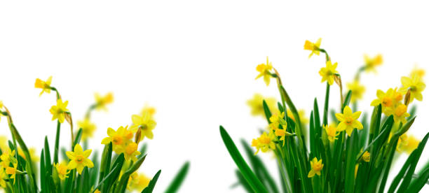 istock Yellow daffodil flowers 1189396974