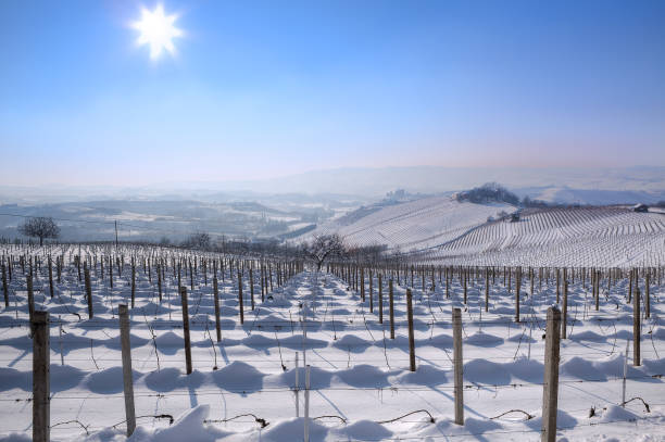 istock Snowy vineyards. Piedmont, Italy. 1189397567