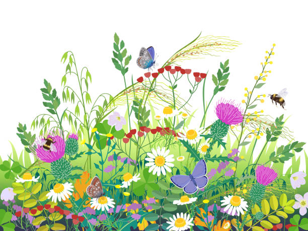 letnie rośliny łąkowe i owady - bee flower meadow flying stock illustrations