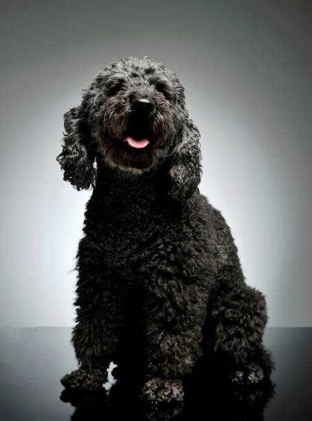 scatto in studio di un adorabile pumi che guarda curiosamente la telecamera - beautiful looking at camera studio shot vertical foto e immagini stock