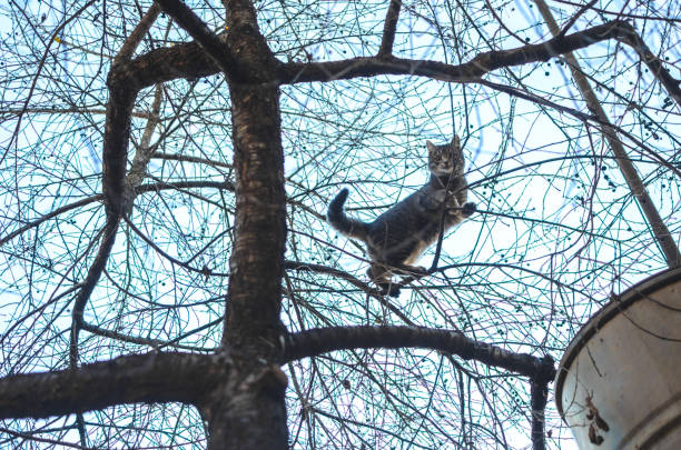 The photos were taken on a cold but bright autumn day in the backyard of the house in a small garden with fallen leaves and a playful neighbor's kitten, which is very funny running and very energetic. Kharkov, Ukraine.